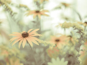 Cone flowers