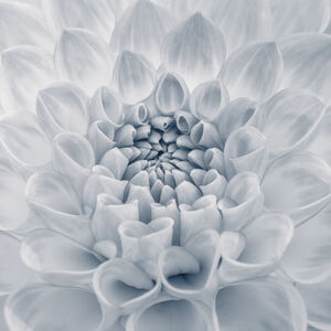 Captivating Dahlia