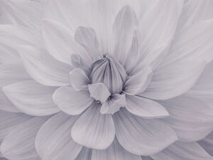 Dahlia flower