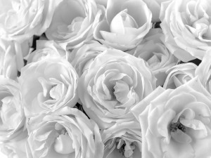 Full frame of roses