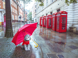 Dog and Umbrella in London City