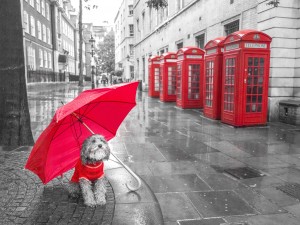 Dog with umbrella on London city street