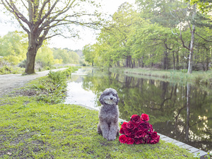 Dog  by the canal