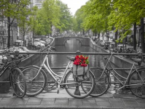 Bicycle with bunch of flowers by the canal, Amsterdam