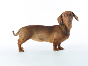 Lovable Dachshund