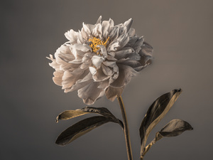 Peony