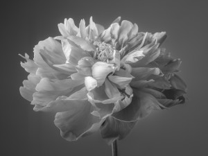 Peony flower