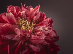 Beautiful Peony