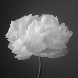 Peony flower
