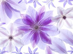 Clematis Flowers