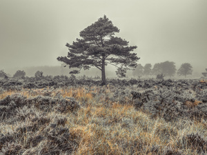 Solitude in the Fields