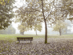 Bench in the Mist