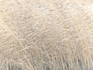 Brown reeds 