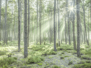 Forest Sunburst