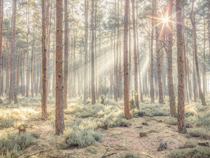 Sunrises Kiss in the Misty Forest