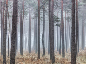 Misty Forest