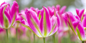 Colorful Tulip Extravaganza