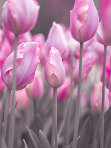 Pink Tulips