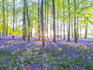 Mesmerizing Bluebell Forest