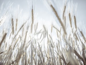 Sun rays through barley filed