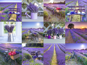 Lavender Collage