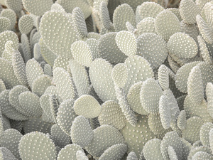 Cacti