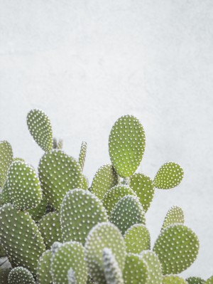 Cactus plant