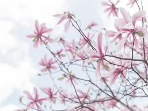 Magnolias against sky
