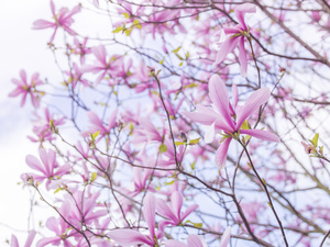 Magnificent Magnolias