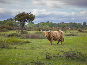 Highland Cow