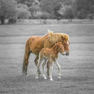 Horse with Pony