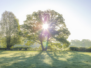 Sun burst through a tree