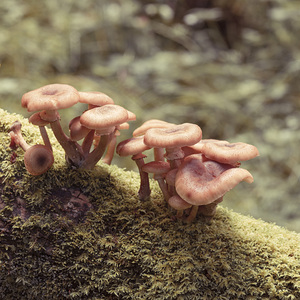Mushrooms