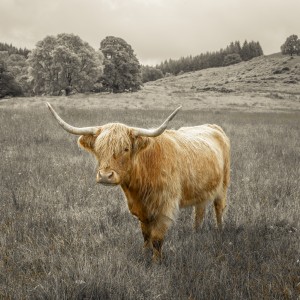 Highland Cows