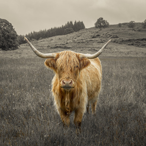 Guardians of the Highlands
