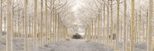 Pathway through Trees