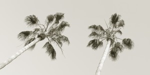 Palm trees