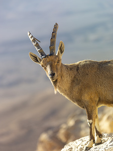 Mountain Monarch