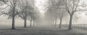 Pathway through trees