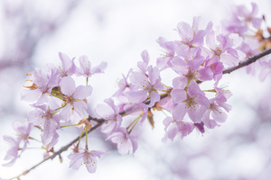 Blossoms