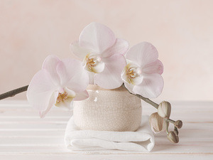 Orchid Delight