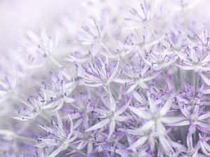 Allium flowers