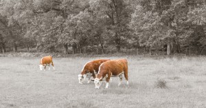Cows in the field