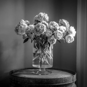 Peonies in flower vase
