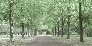 Pathway through trees