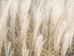 Japanese Silver Grass