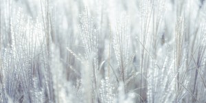 Japanese Silver Grass
