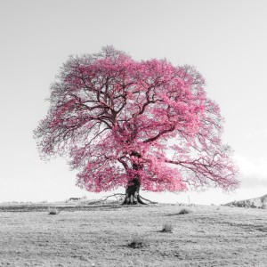 Tree on a hill, pink