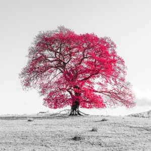 Tree on a hill, red