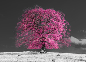 Pink Tree